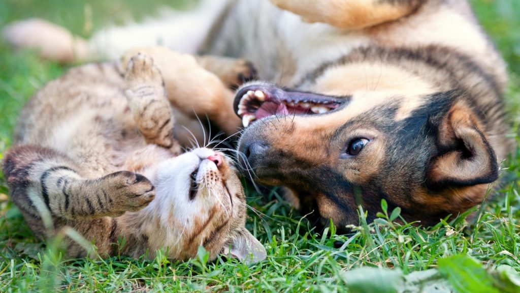un chat et un chien proche, allongé sur l'herbe