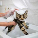 chaton entrain de se faire laver dans un lavabo