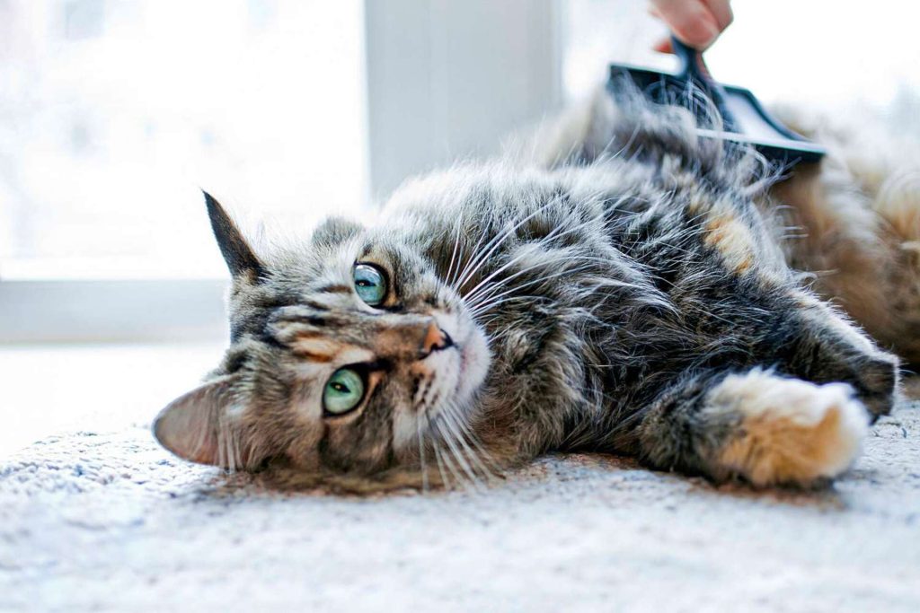 chat allongé sur un tapis entrain de se faire brosser les poils