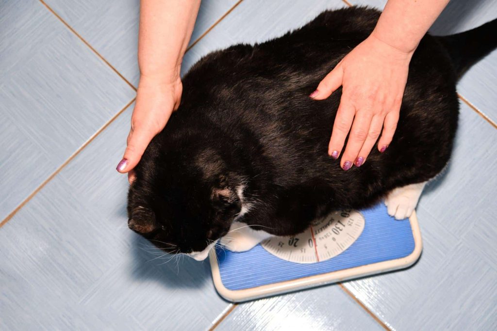 chat-poids chat qui se fait peser sur une balance