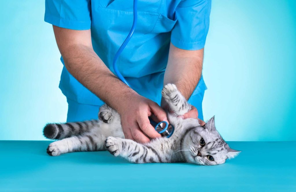 chat chez le vétérinaire, allongé sur une table bleu et se fait ausculter