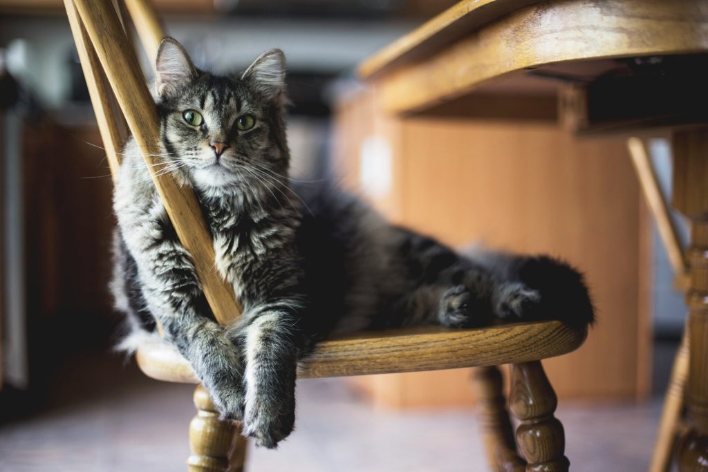 chat allongé sur une chaise en bois dans une cuisine en fond